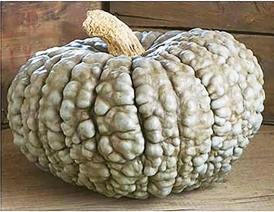 Bumpy Blue Pumpkin Seeds for Culinary Delights