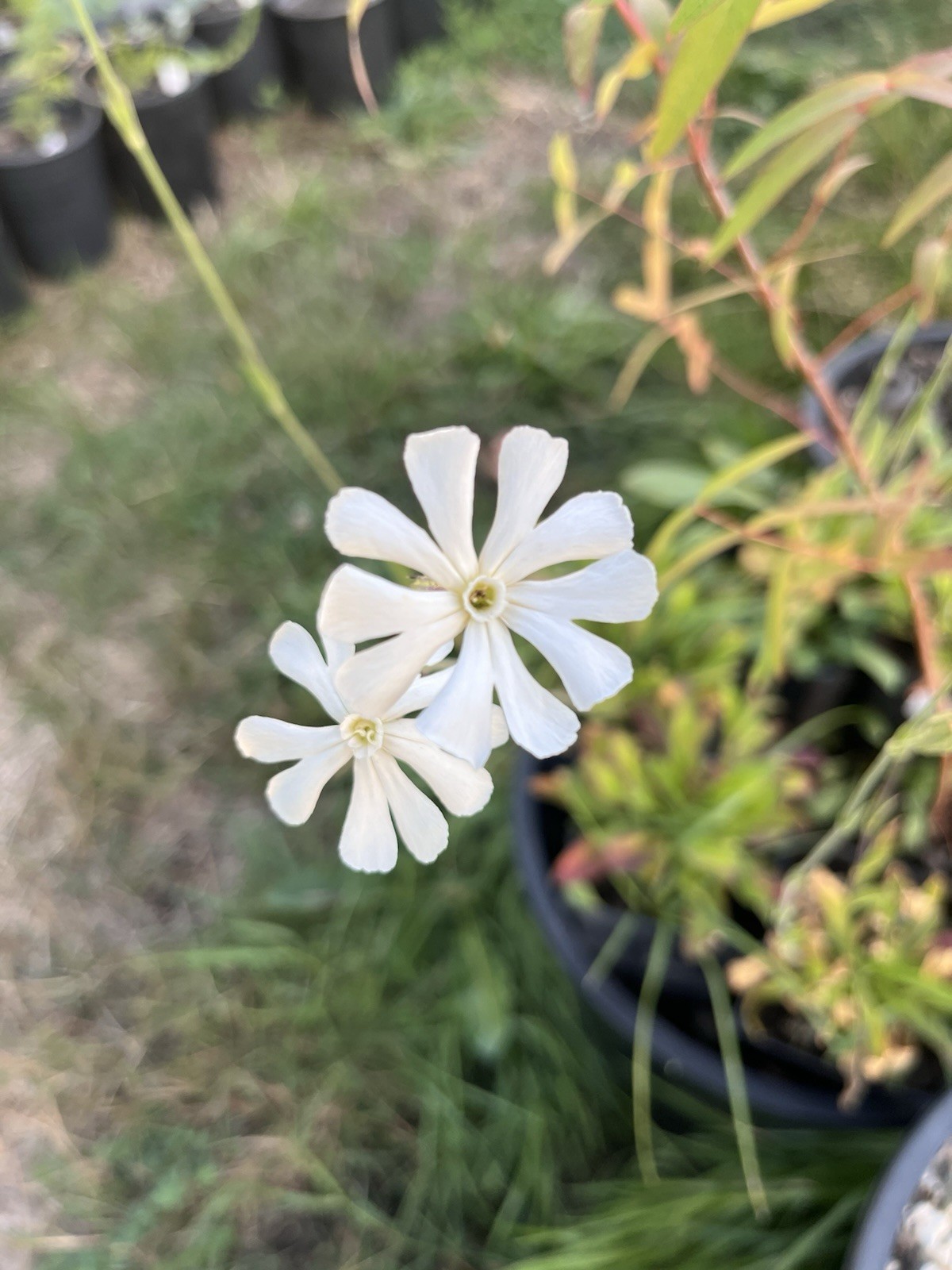 Garden Start Seed Variety Packs (PNW Native, Rare Exotic)