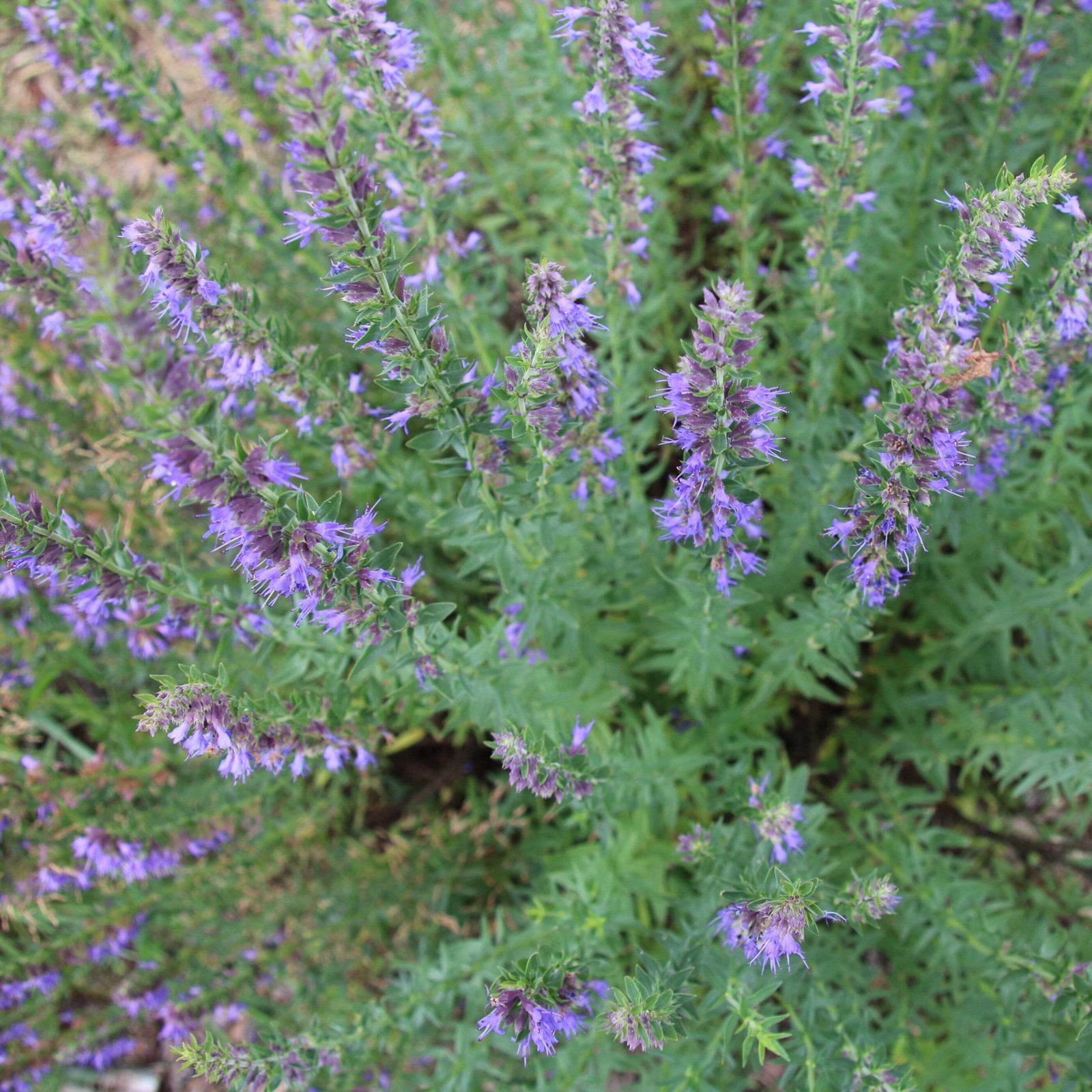 Official Hyssop Seeds (Hyssopus officinalis) ~Traditional Herb Pollinator Garden