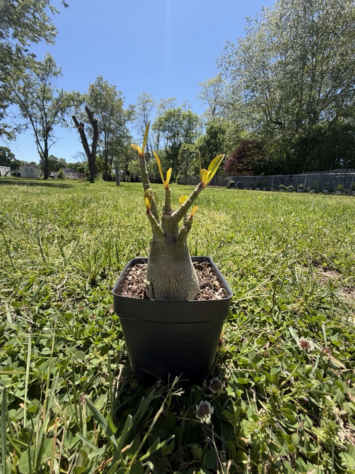 Pink Adenium Arabicum Desert Rose Live Plant Bare Root 4in