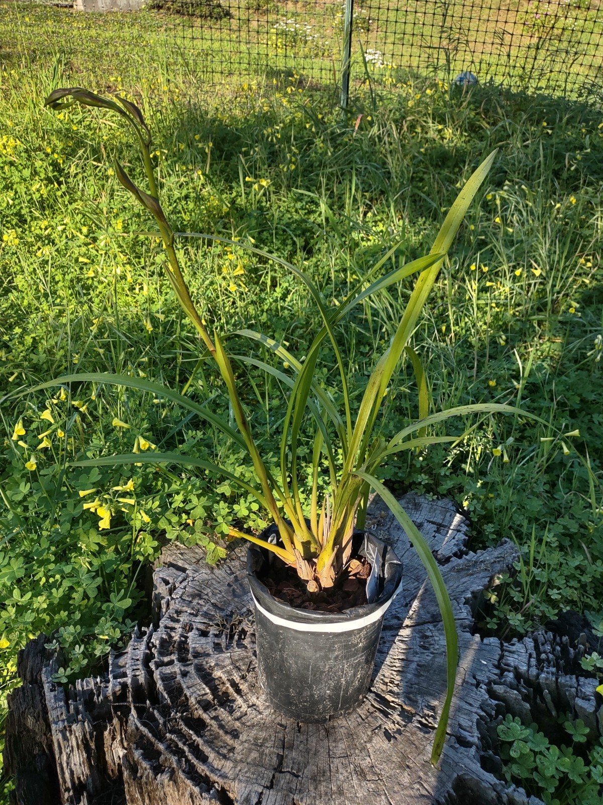 Cymbidium Orchid Green RHS Award Winning ‘Lowianum’ ~ Budding or Blooming ~
