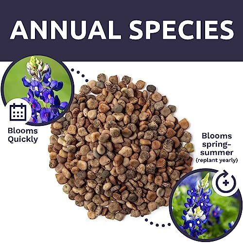 Texas Bluebonnet Wildflower Seeds – Bulk 1/2 Ounce Packet – Over 500 Native S…