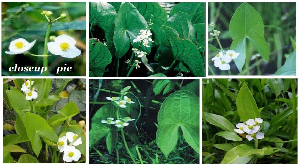 25 Seeds of White Arrowhead Water Pond Plant (Sagittaria Latifolia) USA Seller