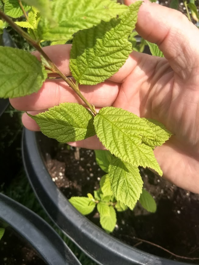 1 Nanking White sweet bush cherry plant. Zones 2-7. Not self. IAN, JULES or GABE