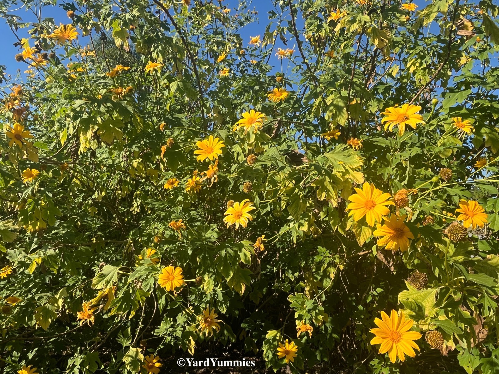 Mexican Sunflower Cuttings (Unrooted) Yellow Flower- Permaculture Chop & Drop