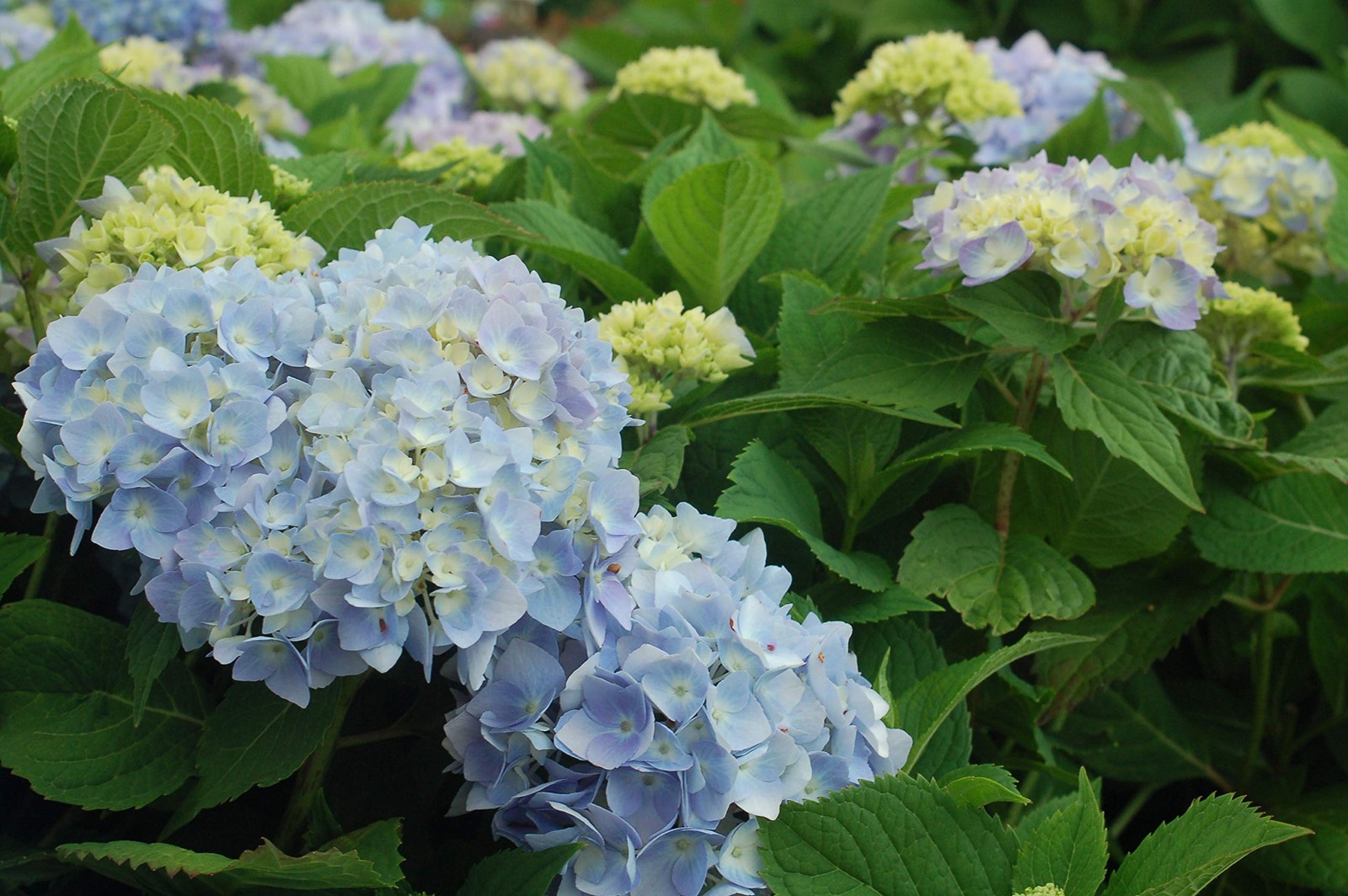 Green Promise Farms Endless Summer Collection – Hydrangea Mac. Endless Summer