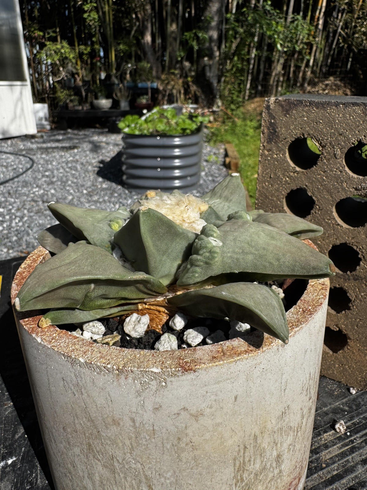 US Seller: Ariocarpus Retusus cv. Cauliflower_Seed grown_Old_Wide tubercles