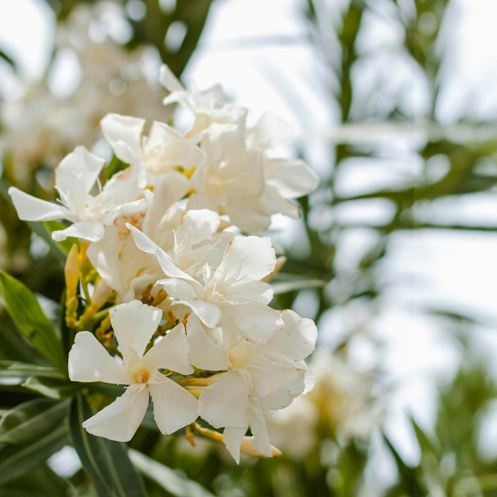 White Oleander (Sister Agnes Nerium oleander) in 2.5” Nursery Cubes, Live Plants