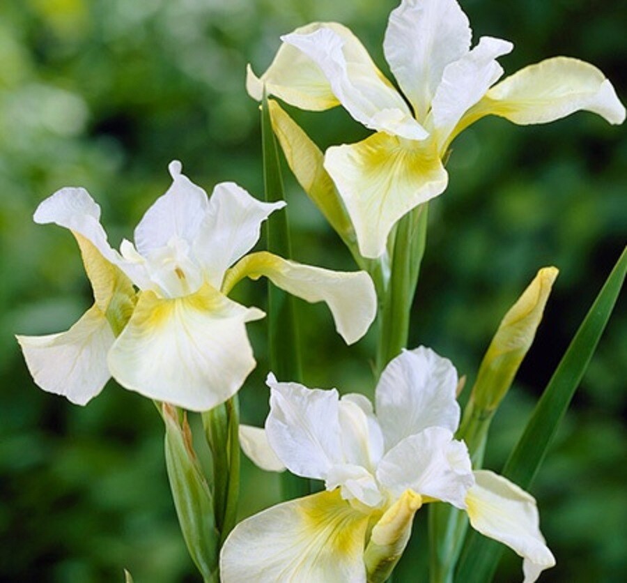 SIBERIAN IRIS SIBERICA – 12+ MIXED COLOR PLANTS / RHIZOMES – LOOK!
