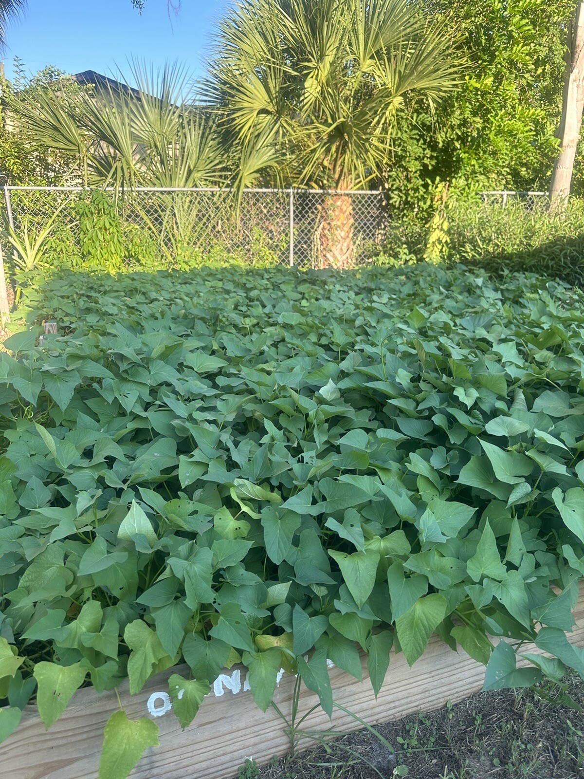 20 Sweet Potato Slips / Cuttings Of Purple +Japanese Red+ Beauregard +white