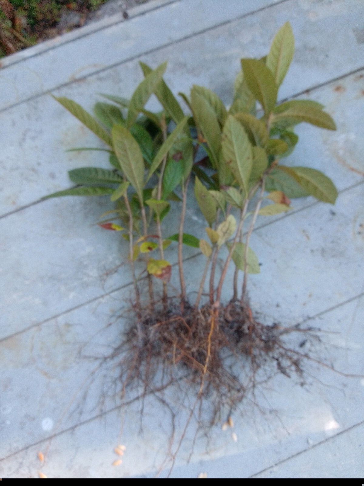 2 Live Plants 8-12″Tree Japanese Plum 1 Year old Edible Fruit Leavs for Tea Org
