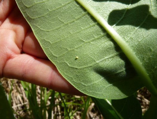 Common Milkweed 2000 seeds Asclepias syriaca native wildflower Monarchs