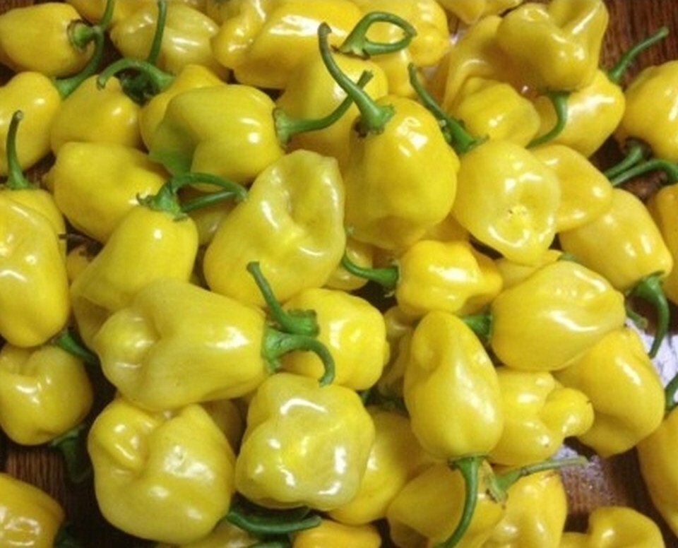 YELLOW LEMON HABANERO PEPPER seeds NON-GMO super hot EXOTIC OUCH LOOK OUT!
