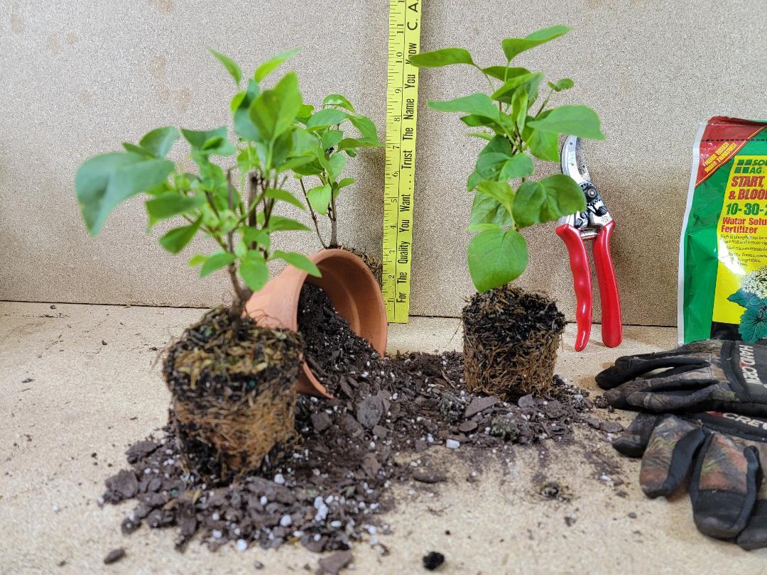 ( 1 ) – Sensation Lilac ( syringa ) – Starter Plant ( 8L ) ( 1 plant )