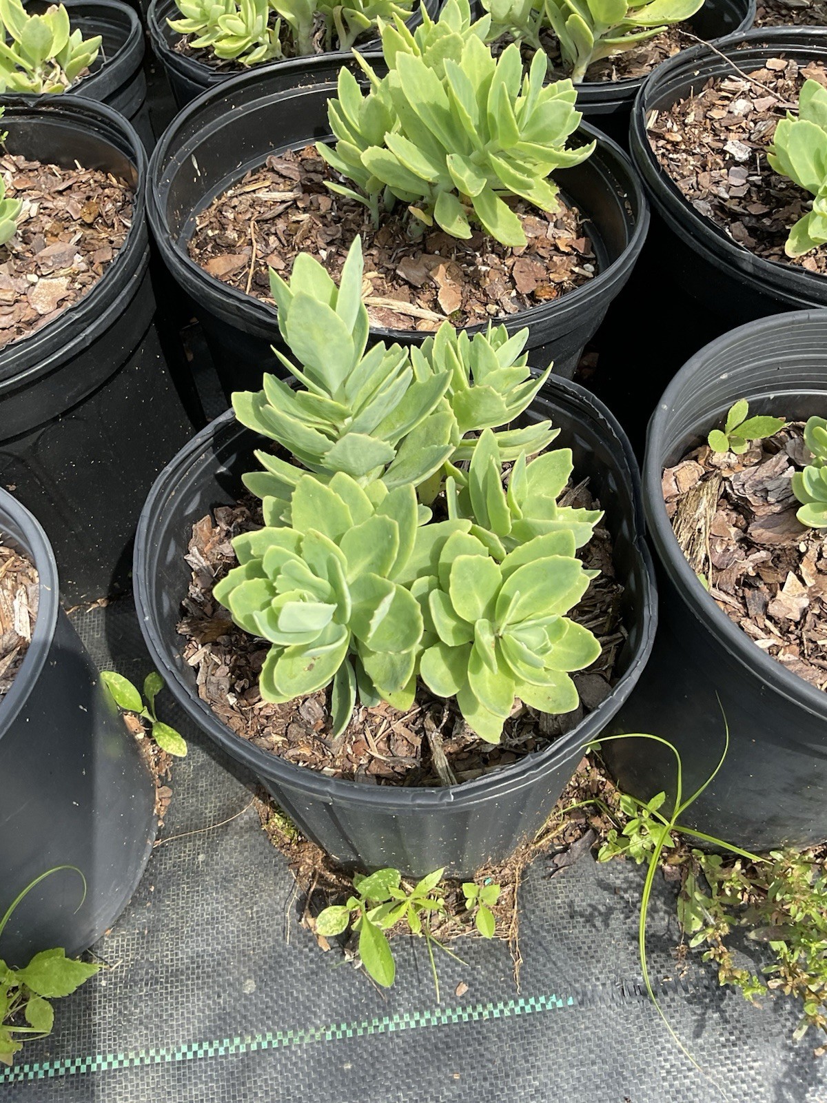 Autumn Fire Stonecrop Sedum – Large Outdoor Succulent Plant – 1 gallon
