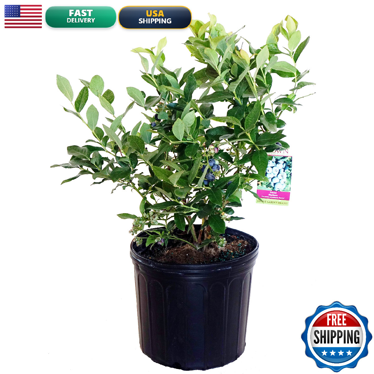 Green Promise Farms Vaccinium Corymbosum Patriot Highbush Blueberry