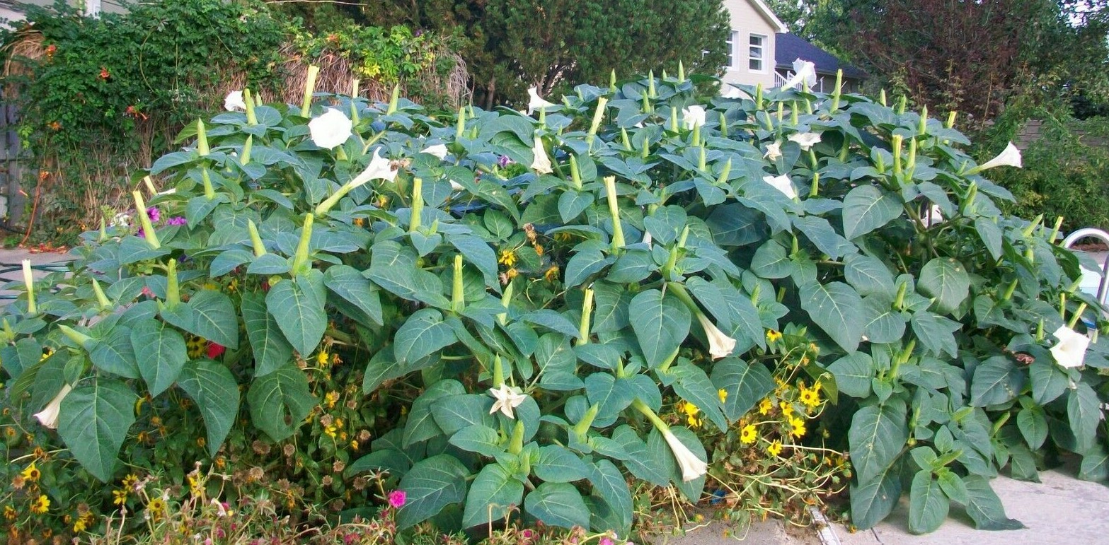 Datura inoxia Seeds Moonflower Thornapple Angel Trumpet Flower Herb innoxia