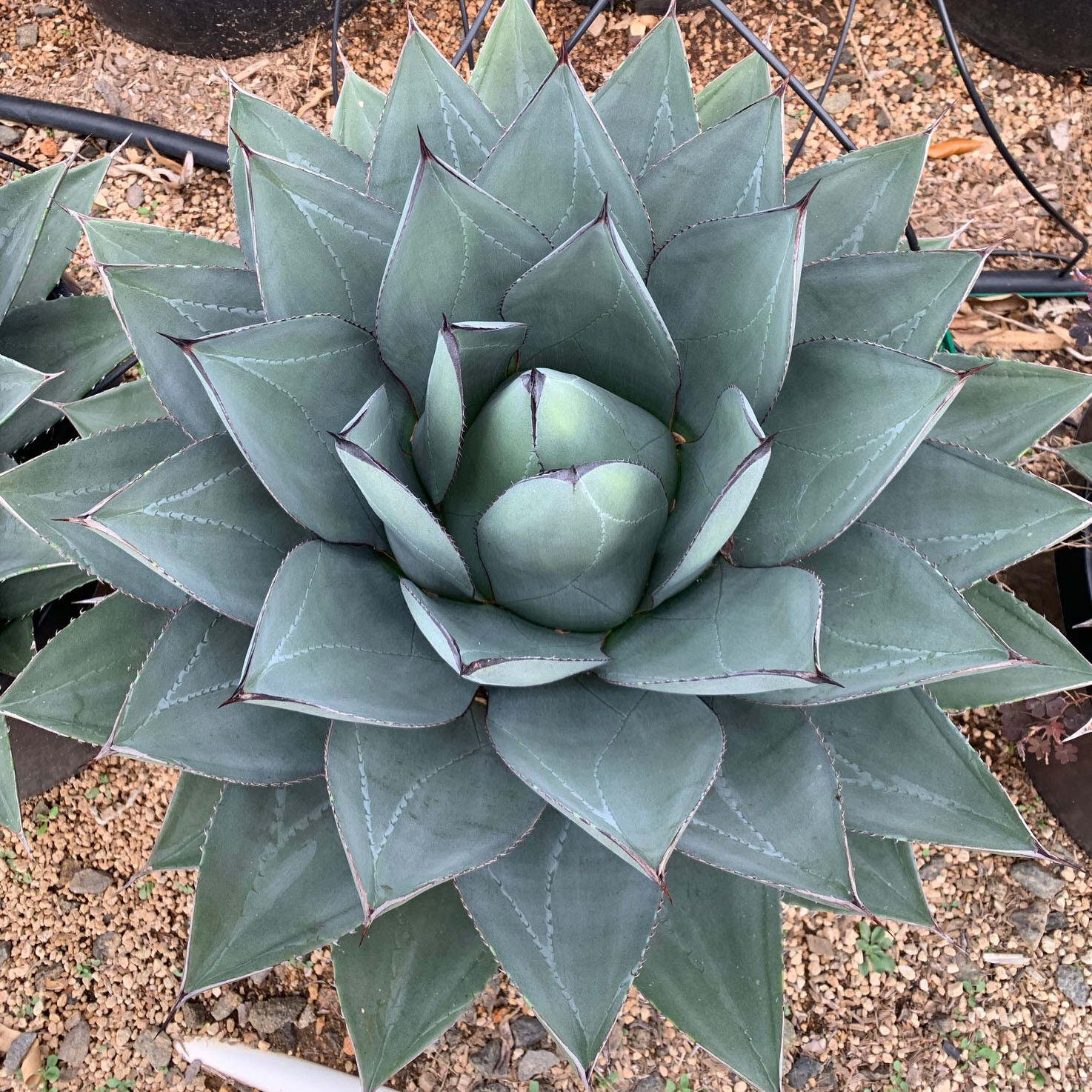 Agave ovatifolia x victoriae-reginae “Sho-Time” Starter Plant HYBRID 2.5″-3.5″