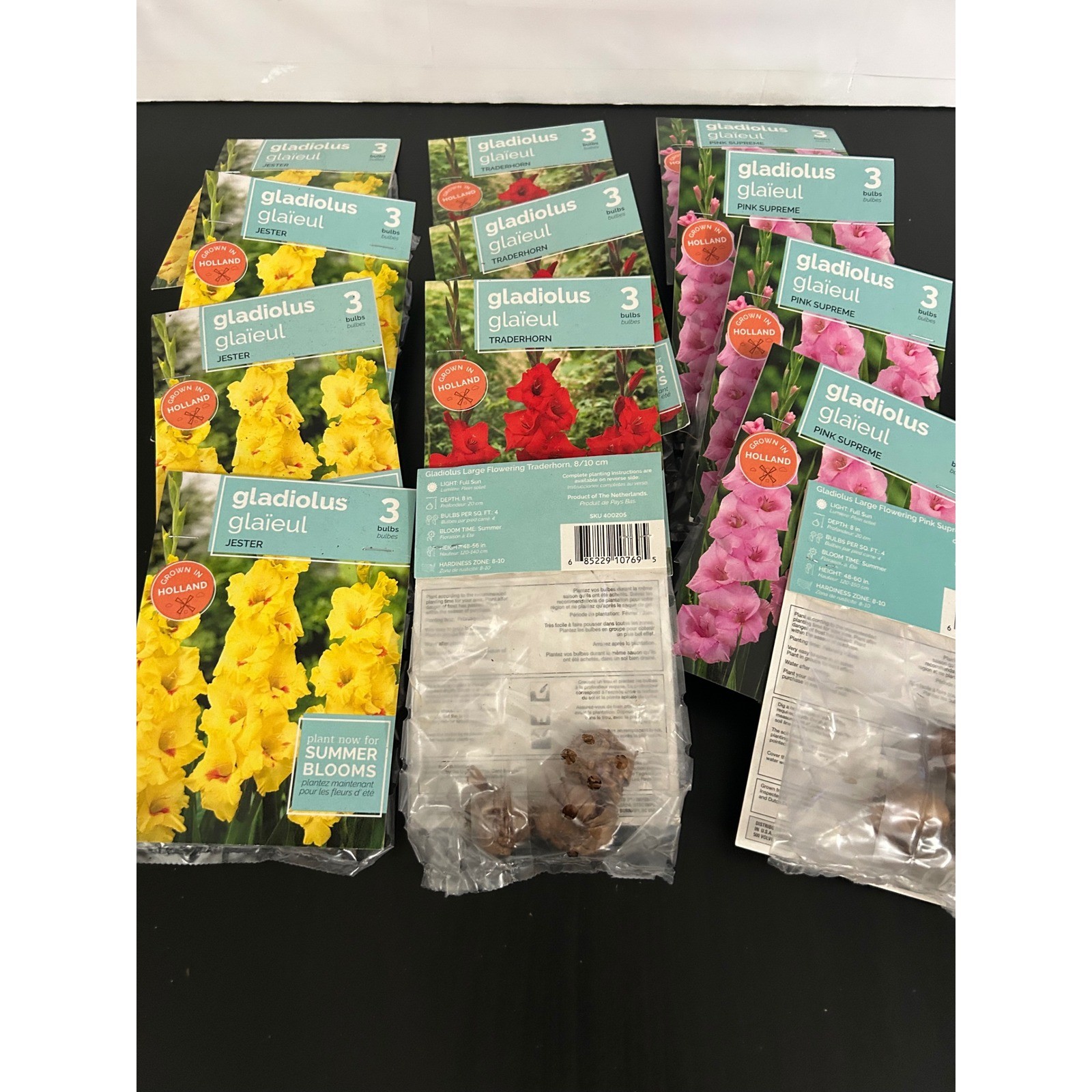 Flower Bulbs x 12 Summer Bulk Gladiolus Jester Traderhorn Pink Supreme Holland