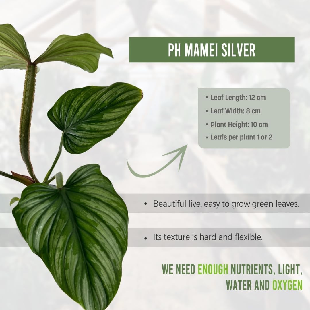 Philodendron Mamei Silver by LEAL PLANTS ECUADOR | Live Elephant Ear Plant