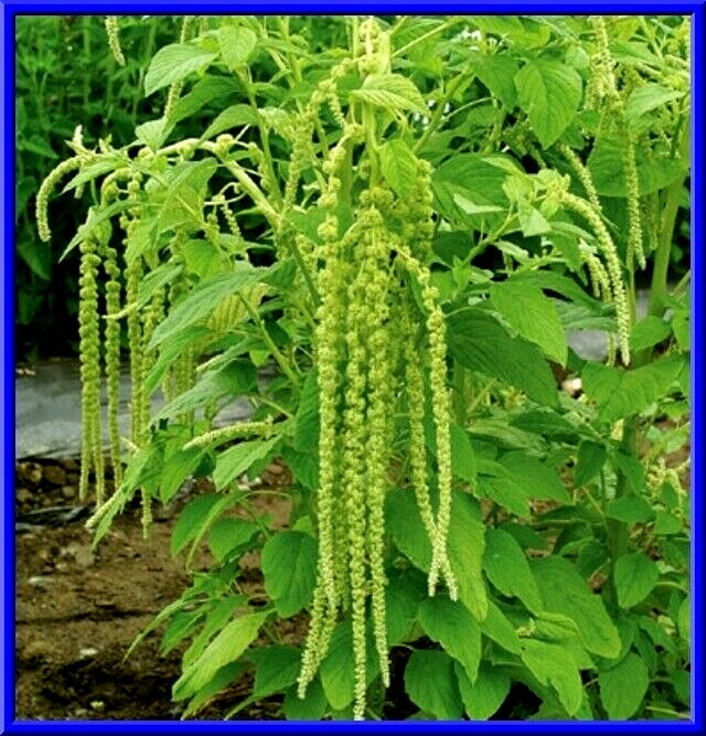Green Cascade Amaranth- HUGE LONG FLOWER ROPES! Comb.S/H See Our Store