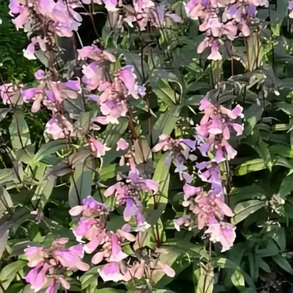 MIDNIGHT MASQUERADE PENSTEMON LIVE STARTER PLANT (BEARDED TONGUE)