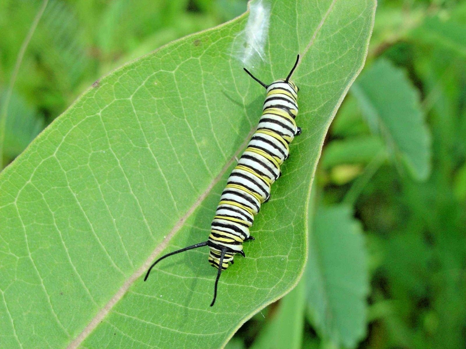 51+COMMON MILKWEED Seeds Native Wildflower Container Flower Garden Heat Cold