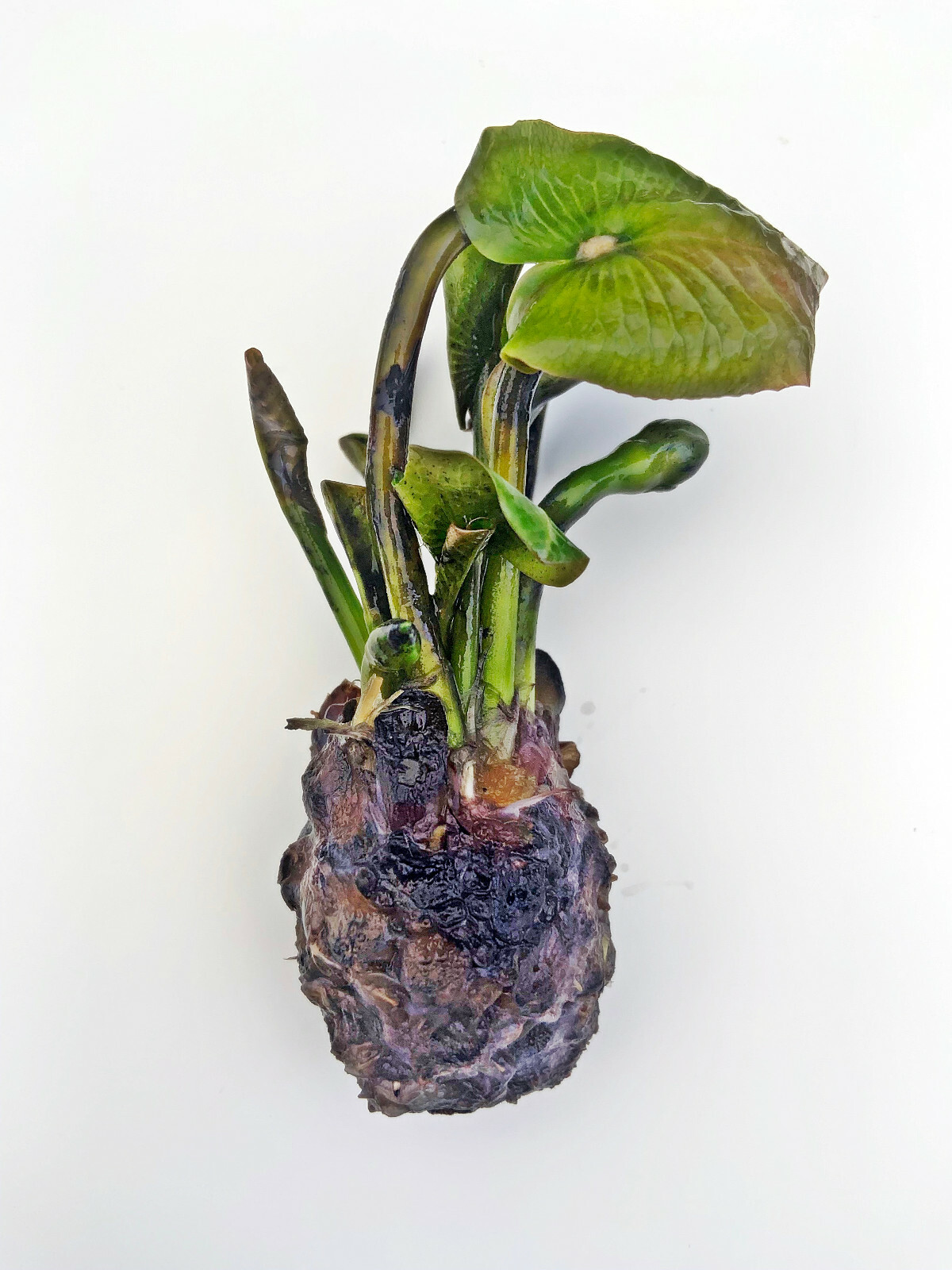 WATER LILY ATRACTION RED TUBER – Live Plants SUPER PRICE!!!!!! FREE SHIPPING
