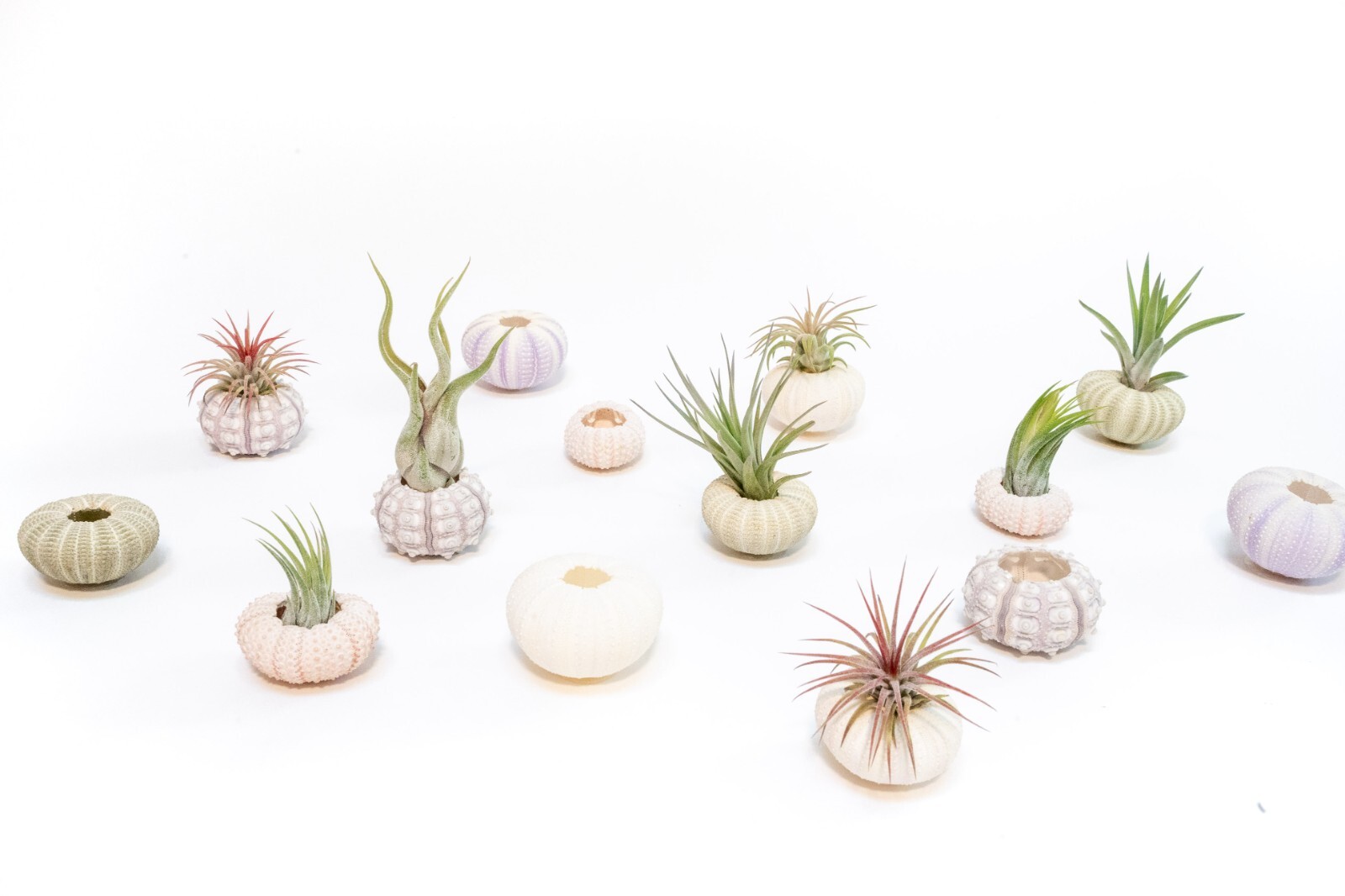 3 Pack Sputnik Sea Urchins with Assorted Air Plants – Easy Care Tillandsia