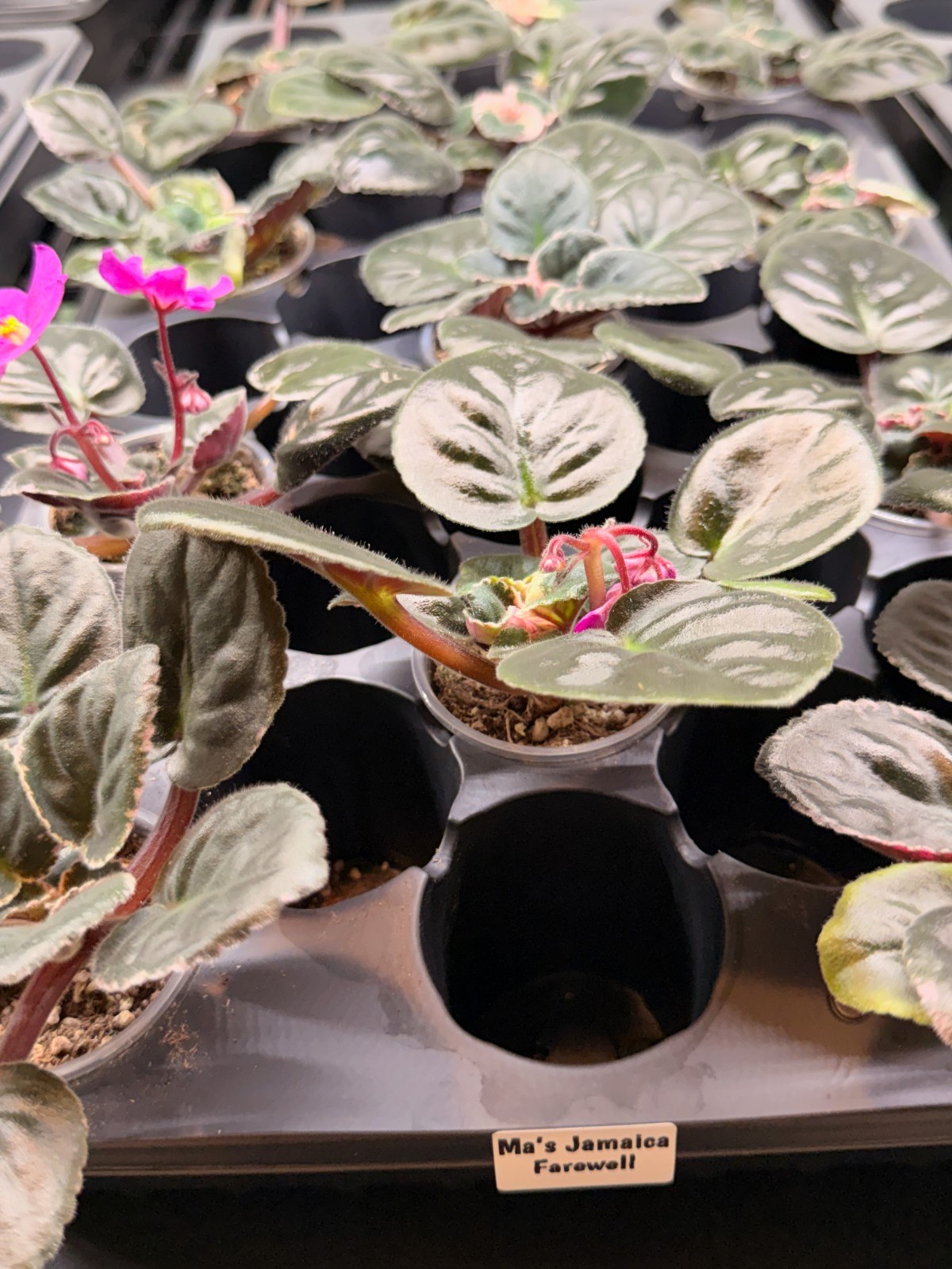 African Violet Plant Ma’s Jamaica Farewell Starter Plant Standard