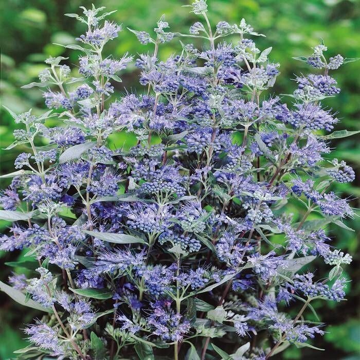 50 Seeds Bluebeard – Caryopteris clandonensis, deciduous shrub with Blue Flowers