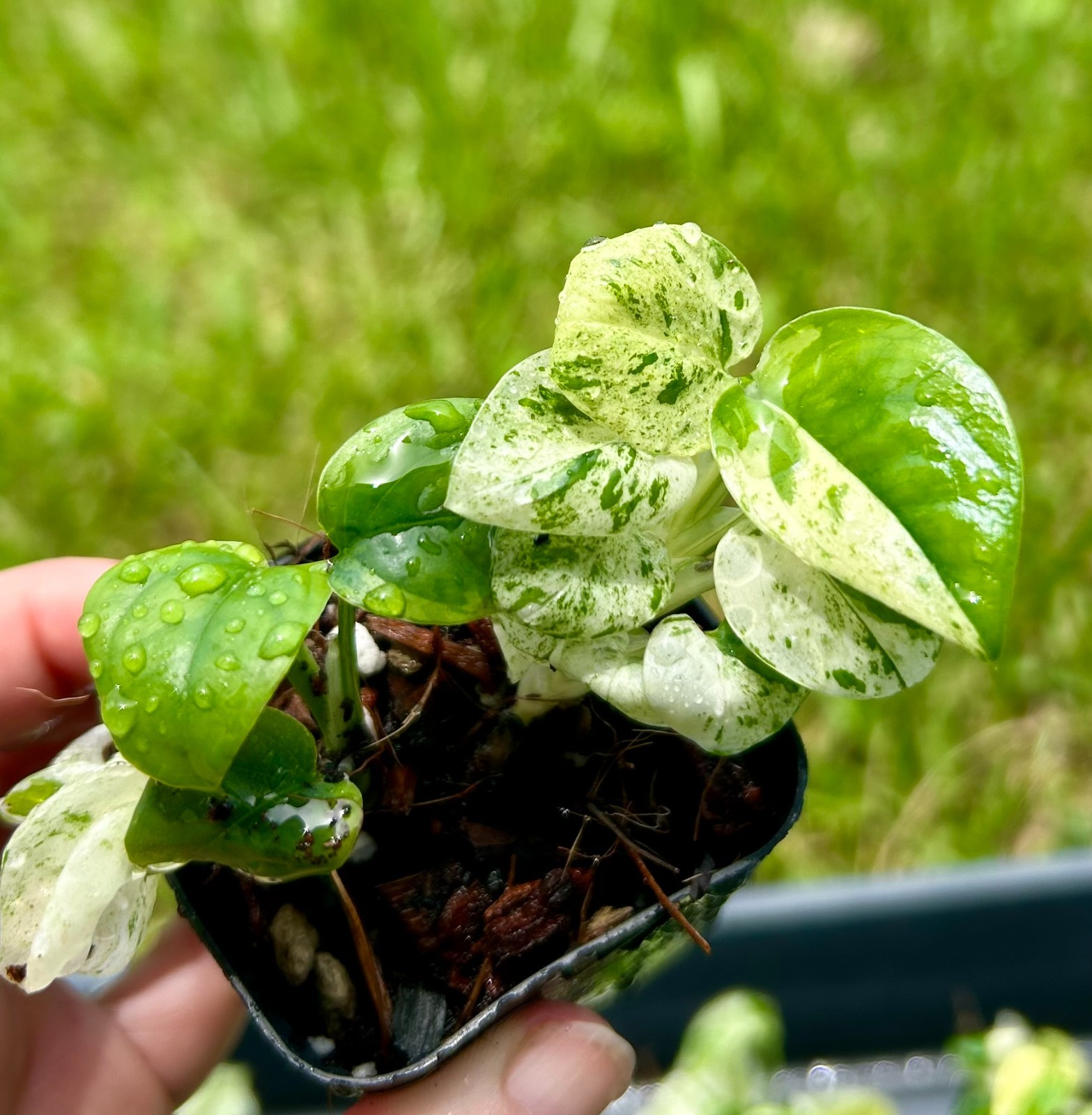 Epipremnum Marble Pothos Starter Clump | 3 Plants | US Seller