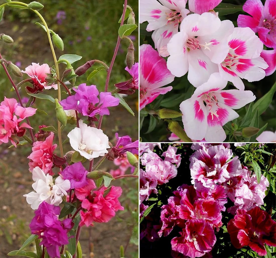 100+ Clarkia Flower Seeds Clarkia Farewell Mixed Colors Flowers Garden Planting