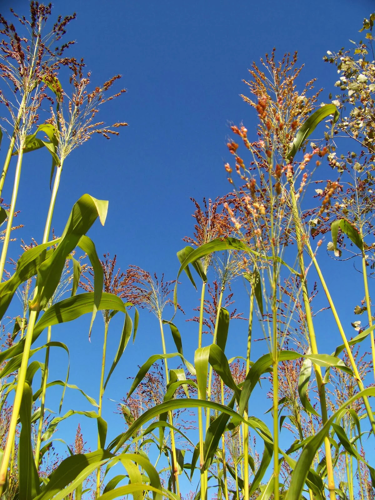 Rainbow Colors Broom Corn Seeds | Colorful Sorgum Millet Wild Flower Seed 2024