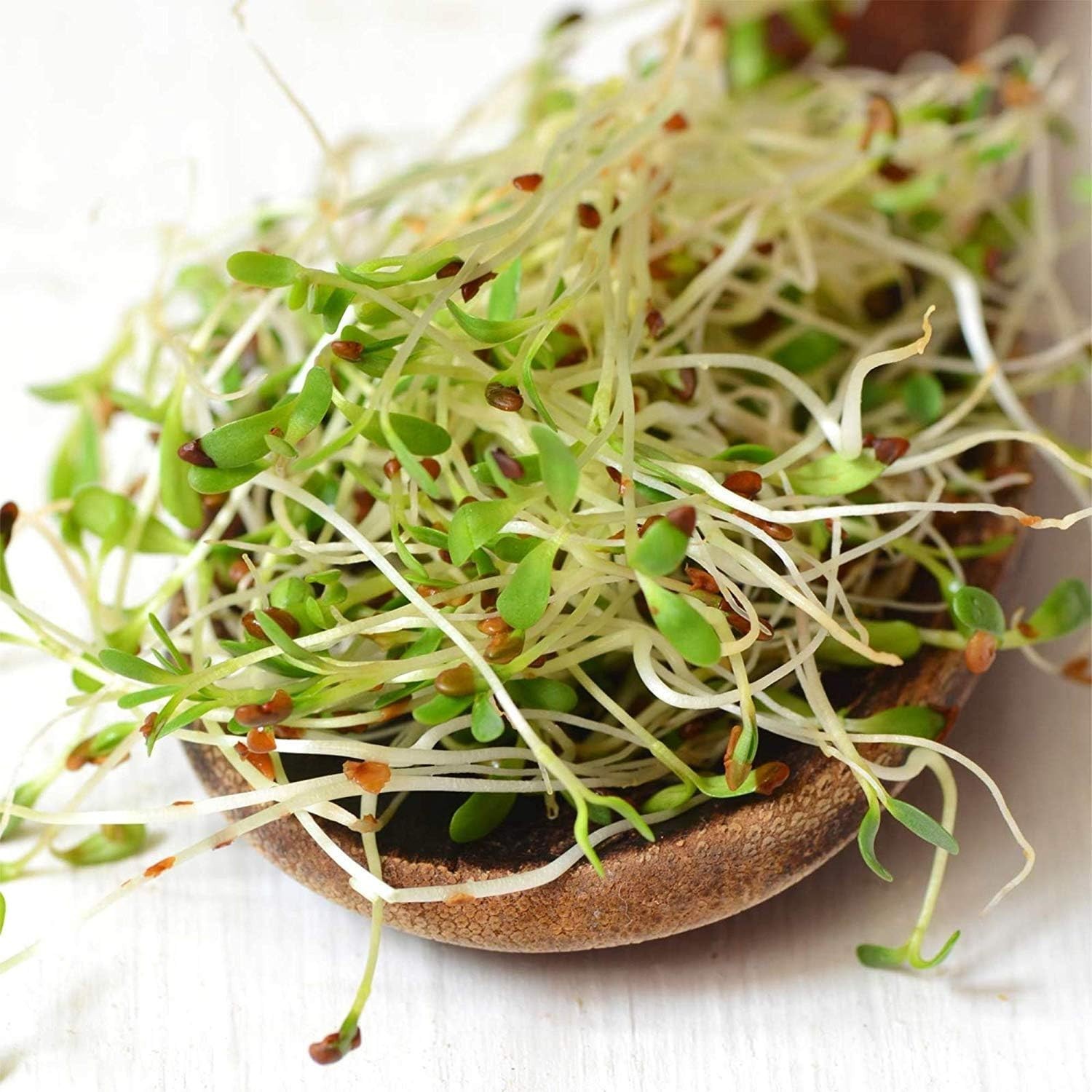 High Germination Organic Alfalfa Seeds – 2.5 lbs