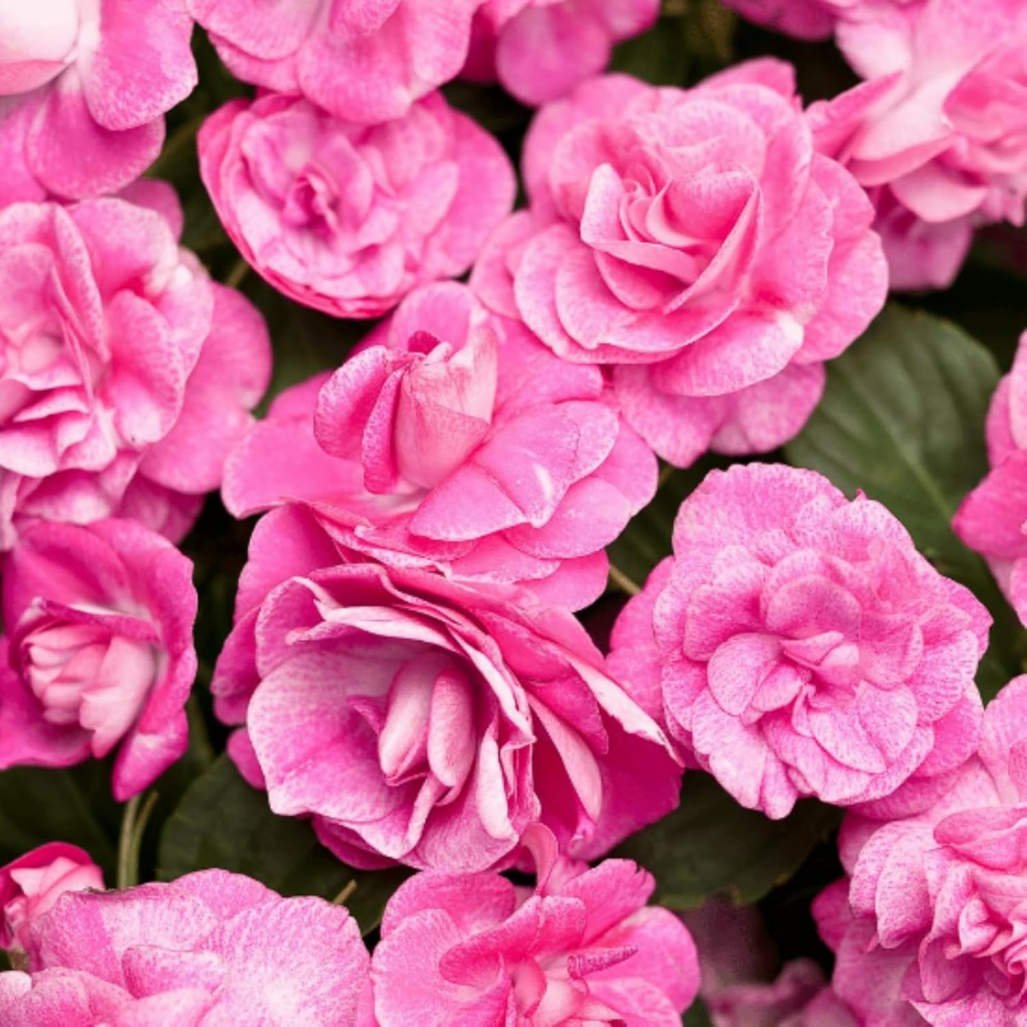 300+ Double Impatiens Seeds Perennial Annual Mixed Camellia Impatiens Balsamina