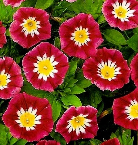 Morning Glory Seeds, Ensign Red, Heirloom Flower, Climbing Vine, Non-Gmo 75 Ct
