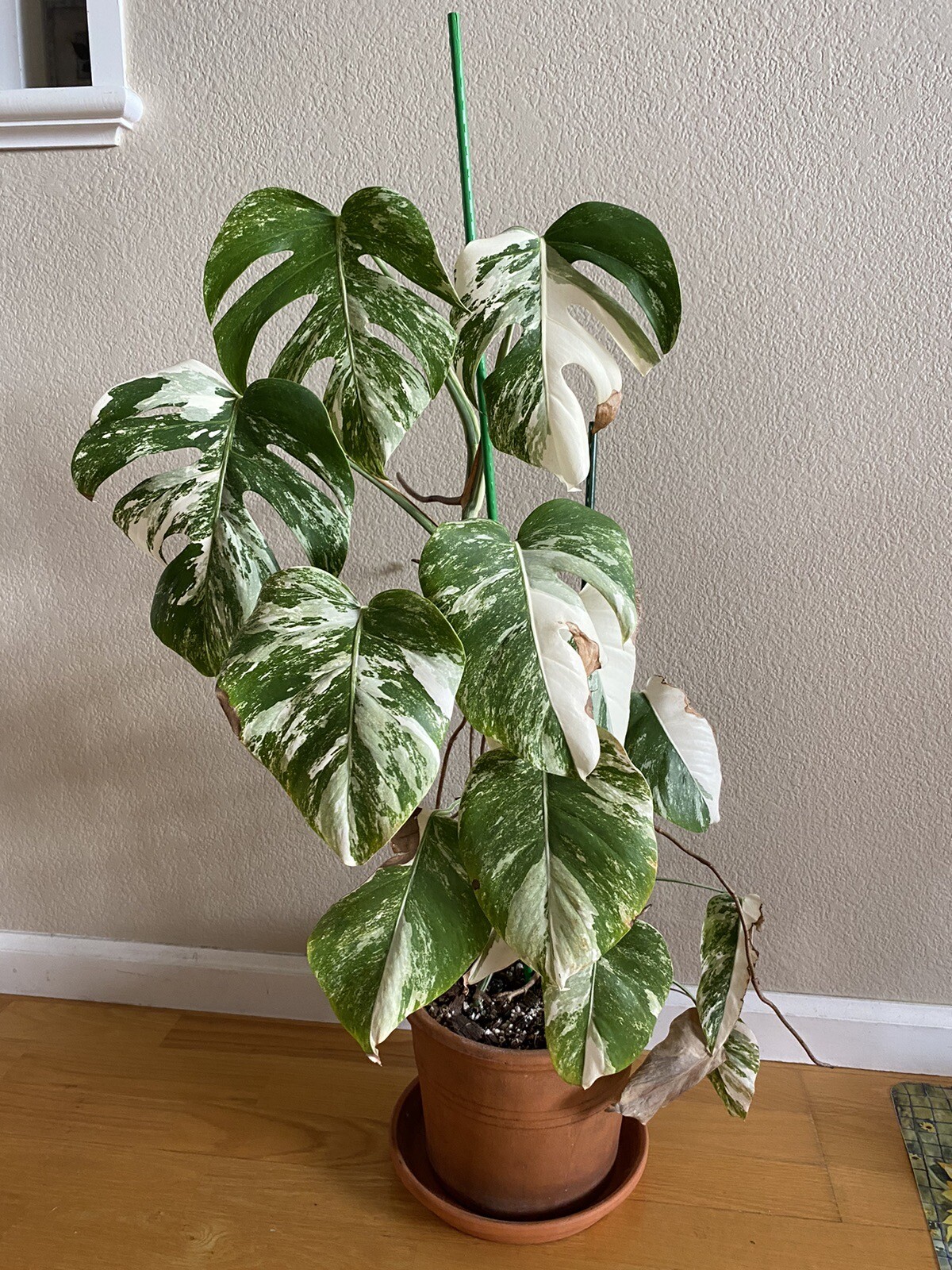 Variegated Monstera Albo Borsigiana – See Description – Available: A, B, D, E