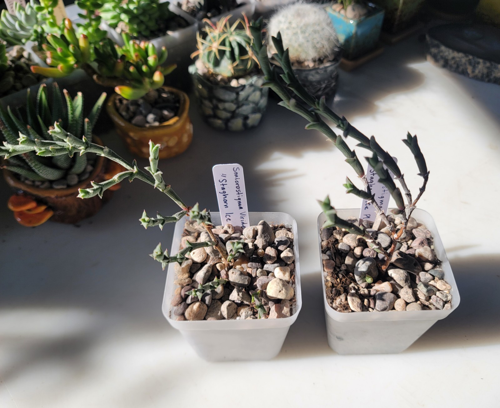 Live Rooted Smicrostigma Viride “Staghorn Ice Plant” Succulent In 3″ Pot