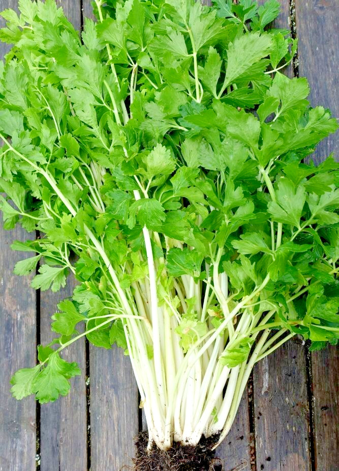 RARE✿ Heirloom White Stem Celery 50+ Seeds ●