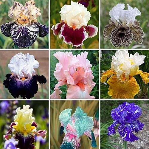 Hand Selected Heirloom Iris Seeds 35pcs Vibrant Multicolor Blooms for Gardens