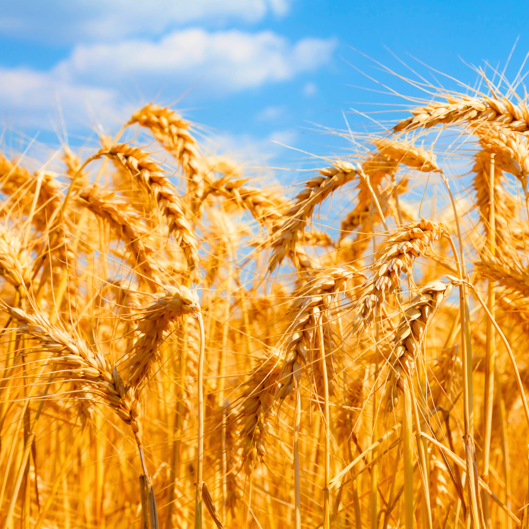 Fresh Wheat Seeds | Hard Red Winter | Organic | Heirloom Non-GMO | Grain Seeds