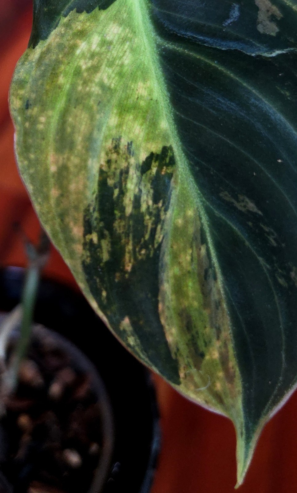 Rare Philodendron Variegated Melanochrysum 14″ Tall Not Anthurium Aroid Monstera