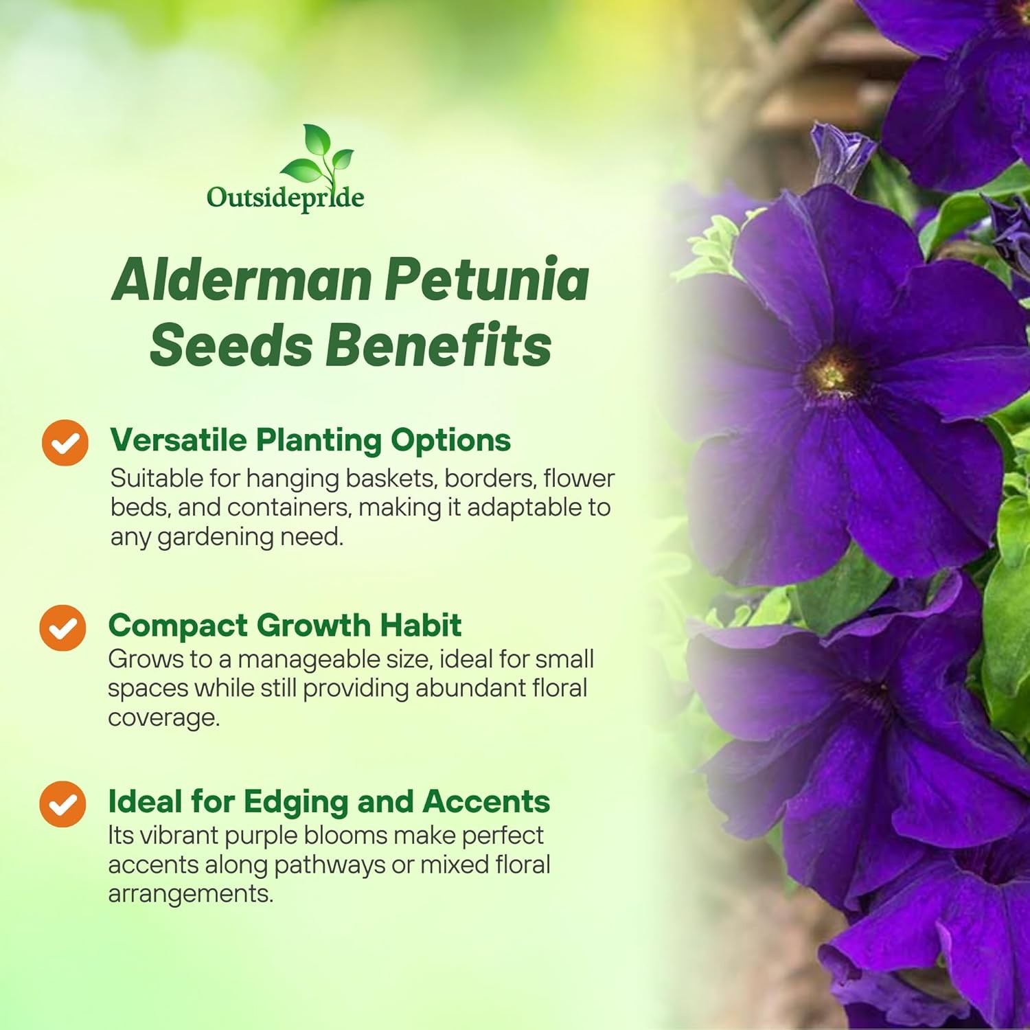 10000 Seeds Dark Purple Petunia Seed For Planting – Petunia Nana Compacta