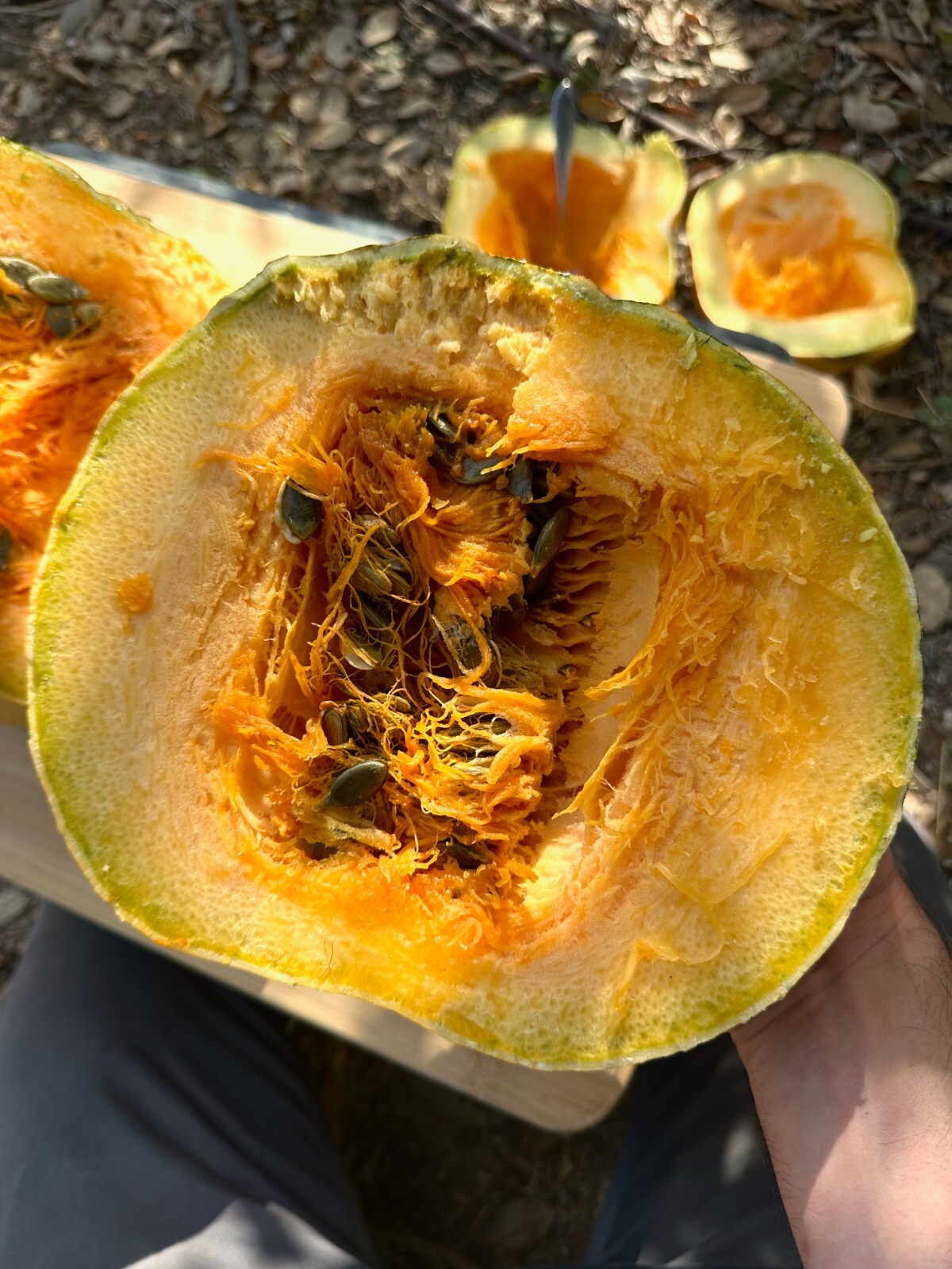 Styrian Hulless Pumpkin Seeds: Certified Organic, Non-GMO Seed Packet or Bulk
