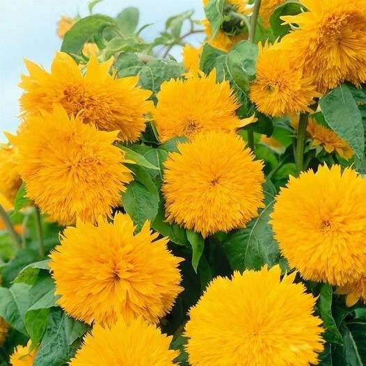 8 Species Mix Variety Pack Sunflower Seeds – 50pcs/pack
