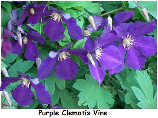 Purple Clematis Flowered Perennial Vine Huge Flowers 25 Seeds USA Home Grown