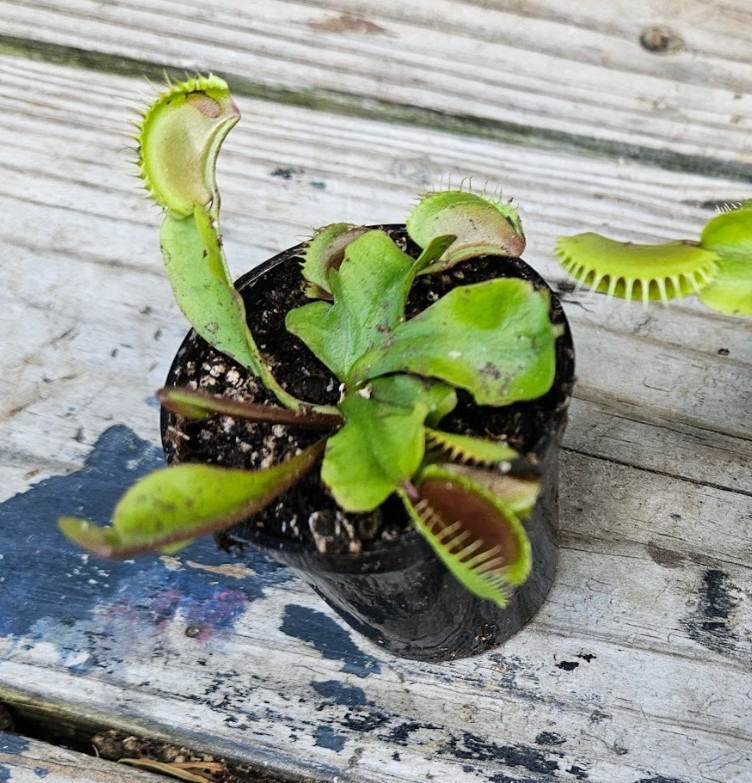 1 Potted Live “Maroon Monster” Venus Flytraps in a 2-inch pot