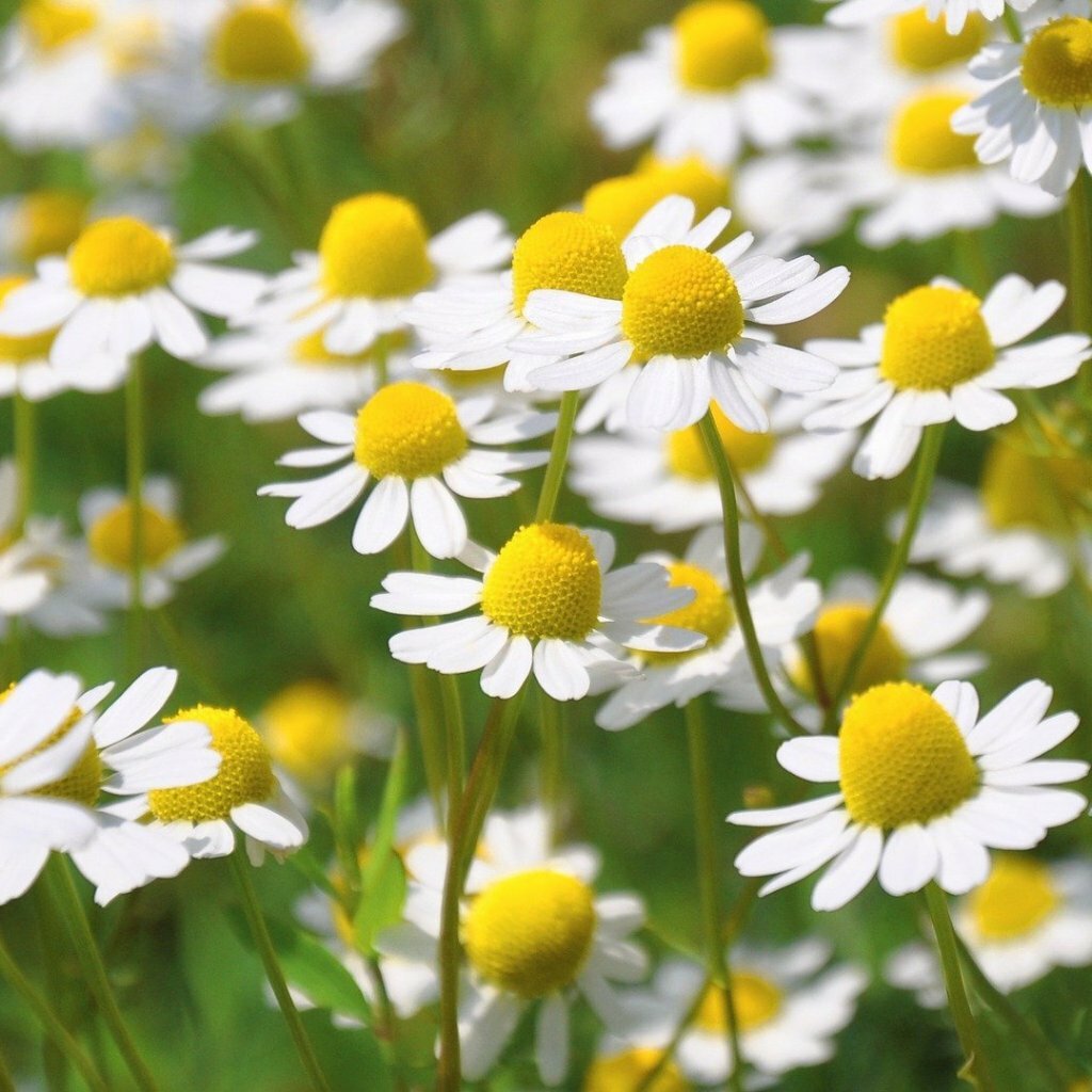 German Chamomile Seeds 2500+ Herb Medicinal Fragrant Groundcover ANNUAL USA