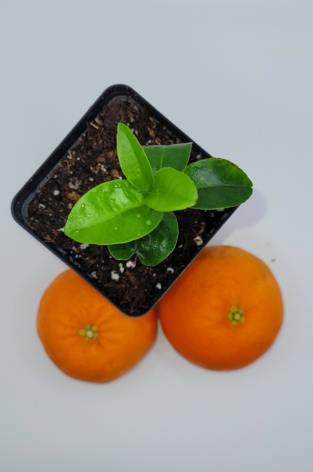 Satsuma Mandarin orange seedlings, 3-5 inches tall